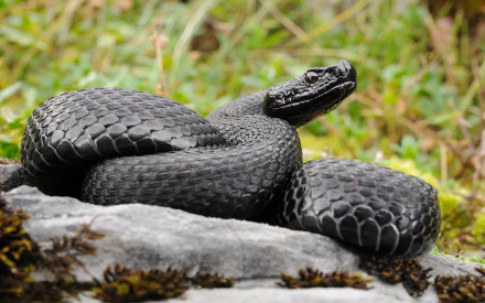 Close-up of a coiled black asp viper resting on a rock, captured in high-definition with natural green foliage in the background, for use as an HD PC desktop wallpaper.
