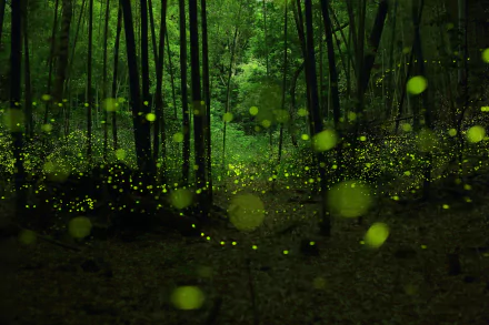 magic landscape forest glowworm Animal firefly (bug) HD Desktop Wallpaper | Background Image