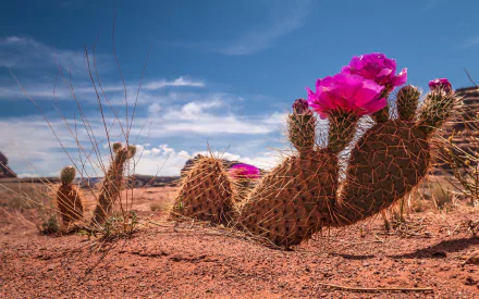 nature cactus HD Desktop Wallpaper | Background Image