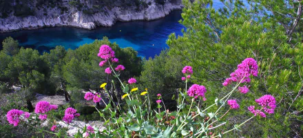 french riviera flower coast France calanque nature seashore HD Desktop Wallpaper | Background Image