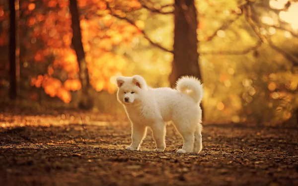A white Akita puppy standing on a forest path with warm fall light and bokeh effects in the background, captured in HD.