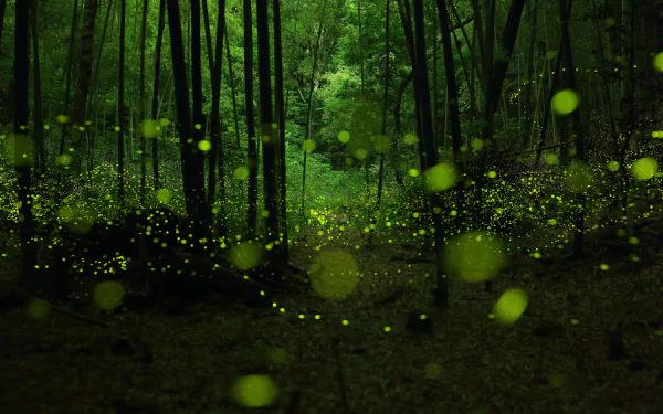 magic landscape forest glowworm Animal firefly HD Desktop Wallpaper | Background Image