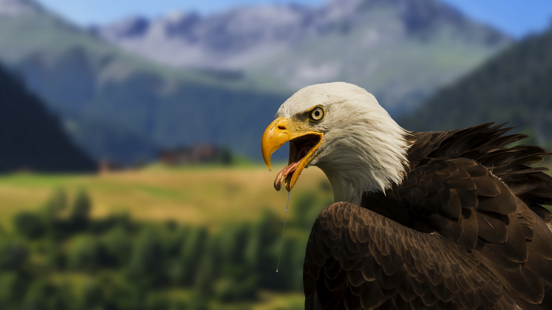 hd wallpapers 1080p eagle