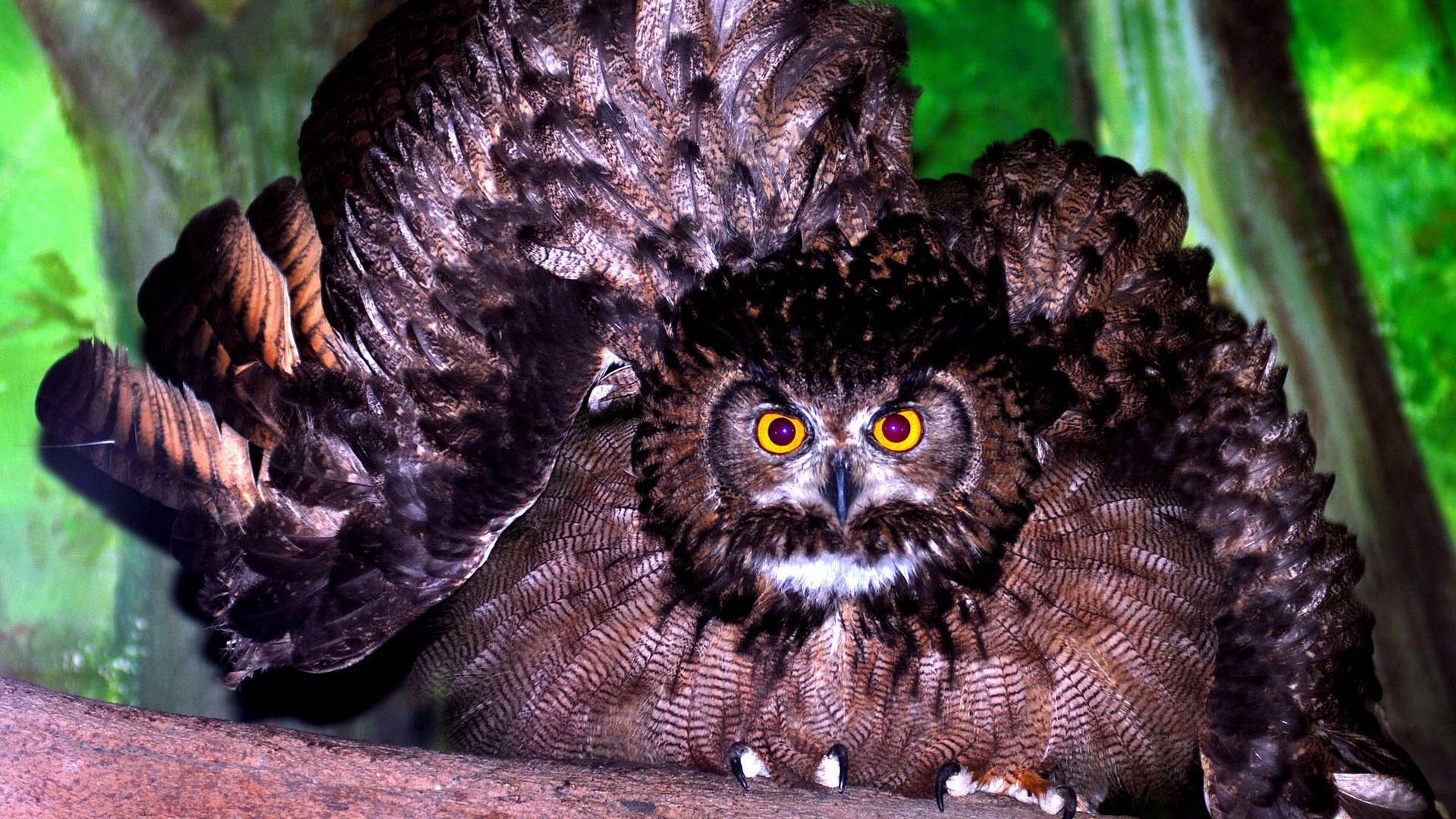 Eule HD Wallpaper Hintergrund 1920x1080 ID597094 Wallpaper Abyss