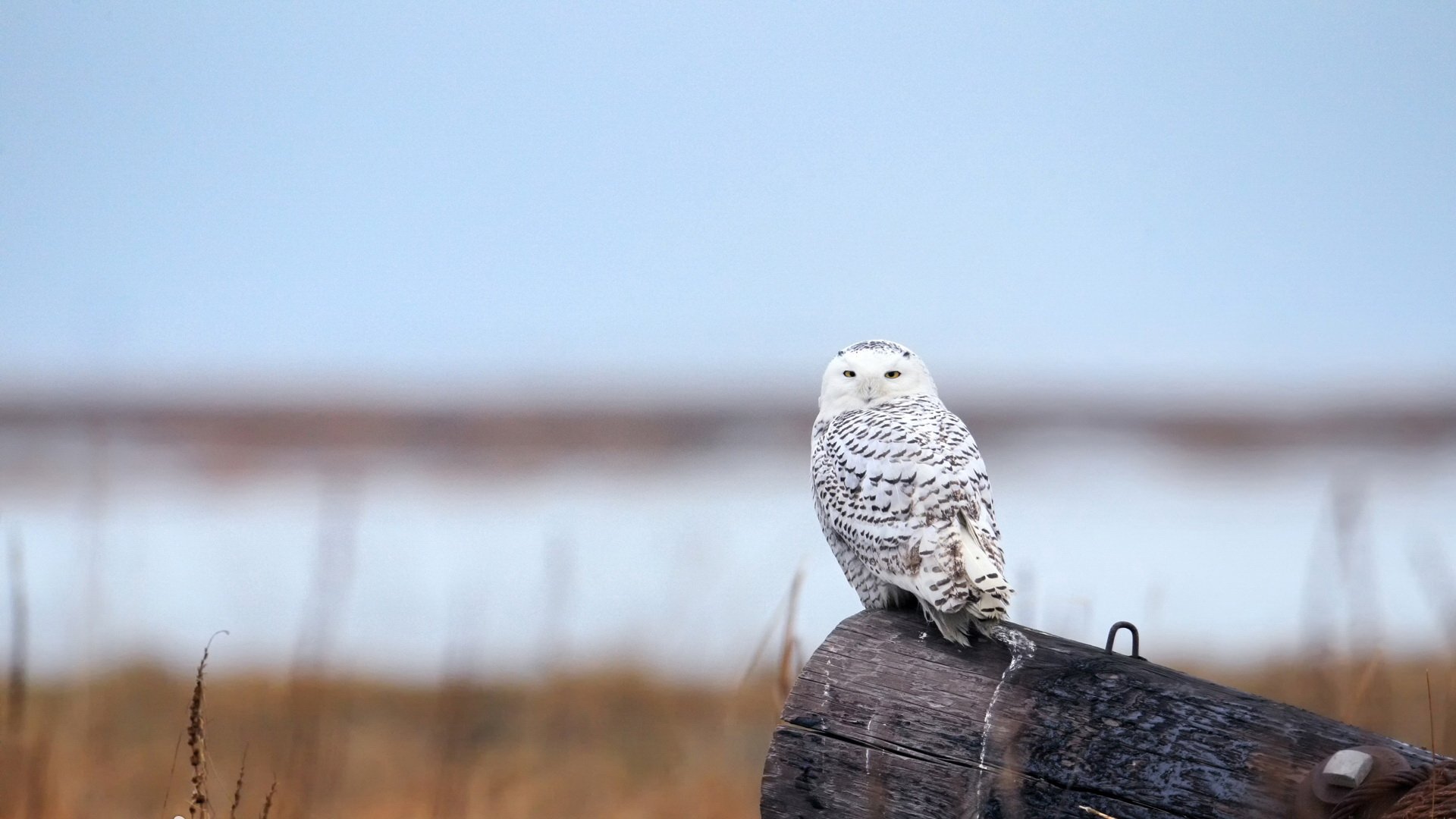Download Animal Snowy Owl HD Wallpaper