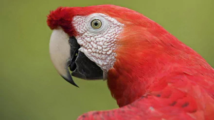 HD PC desktop wallpaper: close-up of a scarlet macaw with vivid red plumage against a soft green background.