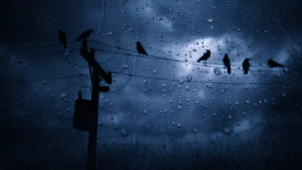 Dark sky dotted with rain clouds and scattered birds perched on wires, seen through a window streaked with water drops. A high-definition wallpaper and background.