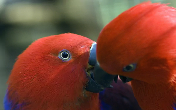 Close-up of two vibrant red parrots interacting, showcasing their colorful feathers. This captivating image serves as a vivid HD wallpaper and background.