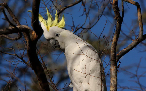 Animal Sulphur-crested cockatoo HD Desktop Wallpaper | Background Image