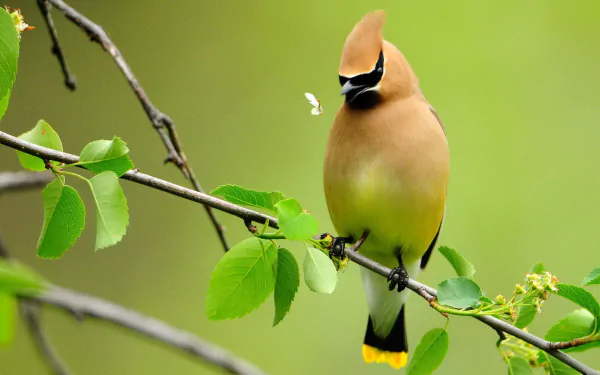 HD PC desktop wallpaper of a waxwing bird (animal) perched on a leafy branch against a soft green background.