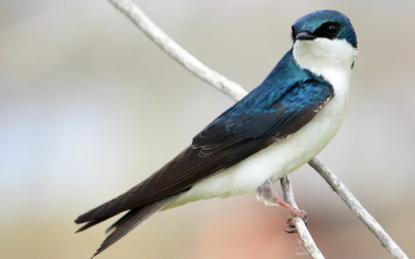 Animal swallow HD Desktop Wallpaper | Background Image