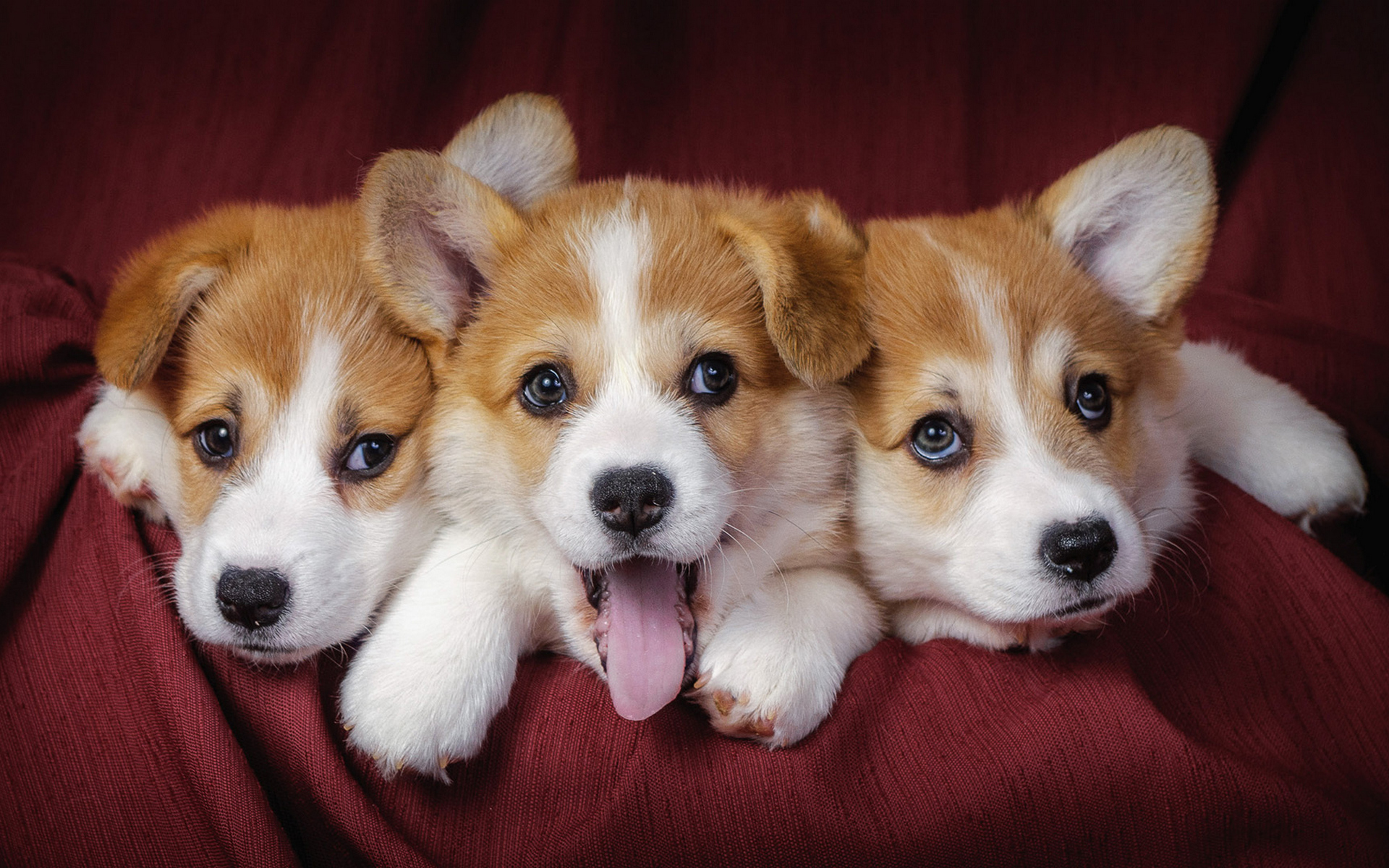 Corgi Full HD Wallpaper and Background Image | 1920x1200 | ID:598375