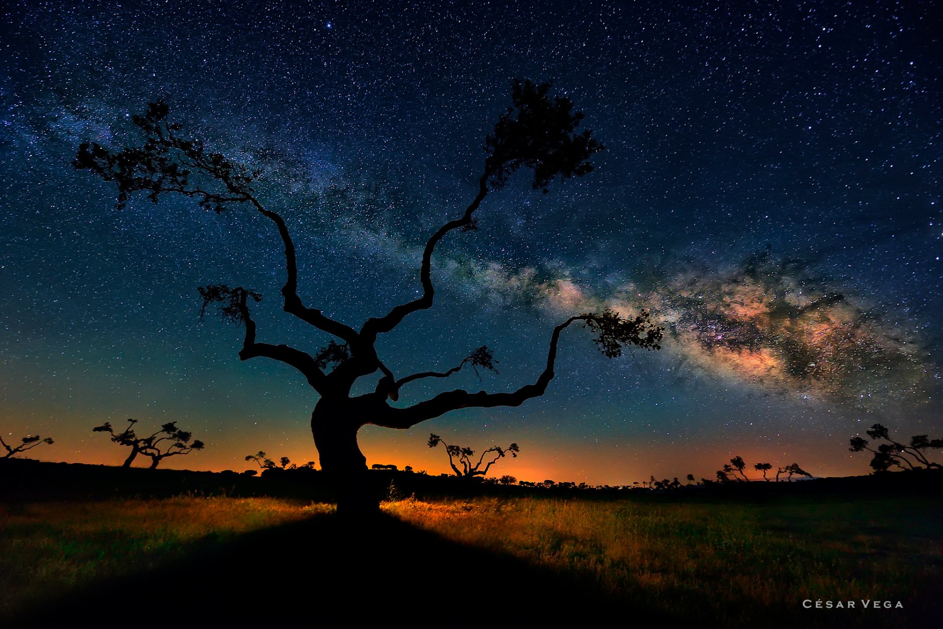 A serene night landscape featuring a silhouetted tree under the glowing Milky Way, capturing the beauty of nature in an HD wallpaper format.