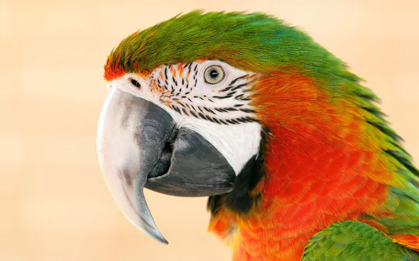 Close-up HD desktop wallpaper of a vibrant Catalina macaw showcasing its colorful green, orange, and red feathers and detailed facial features.