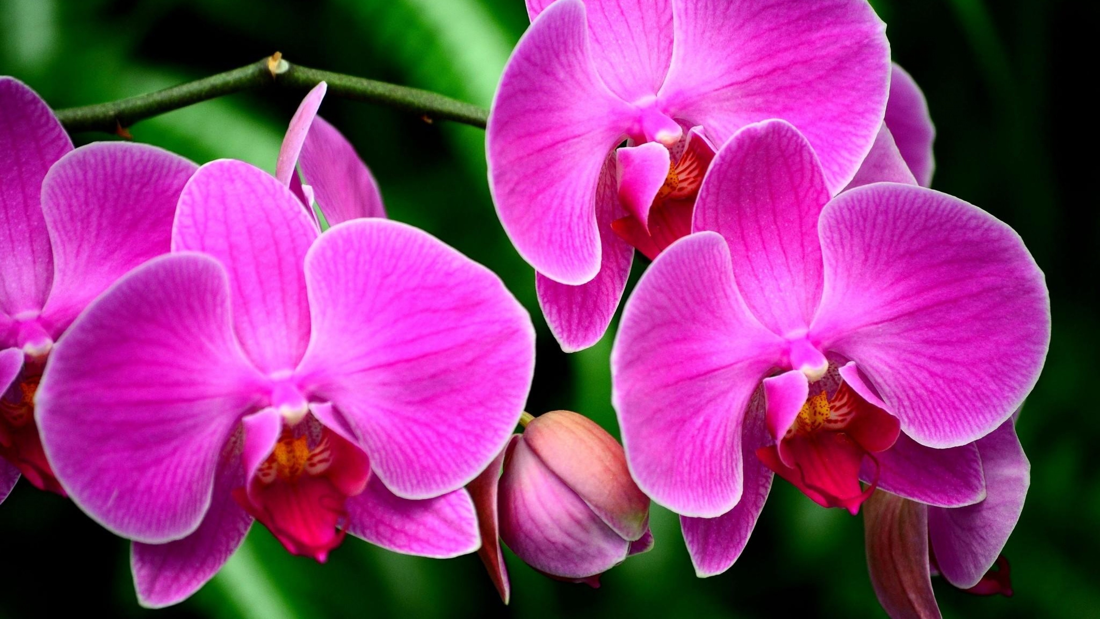 Orchid 4k Ultra HD Wallpaper | Background Image ...