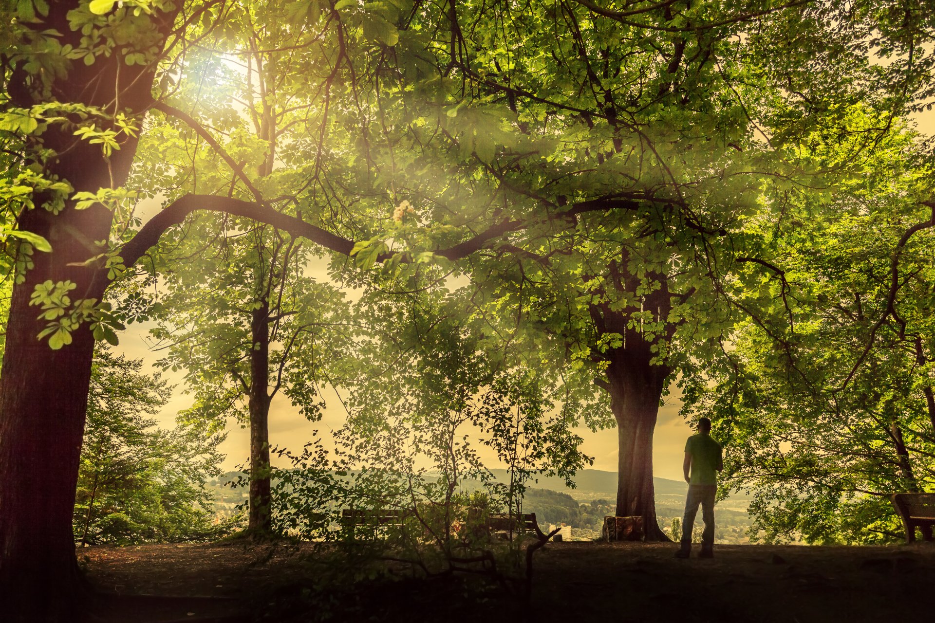 Sunbeam filters through lush green trees in a peaceful Zurich park, Switzerland, illuminating a quiet bench in this 4K Ultra HD landscape photography.