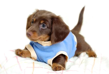 A cute puppy dachshund with a brown coat, wearing a blue outfit, poses adorably on a soft blanket, creating a charming HD desktop wallpaper and background.