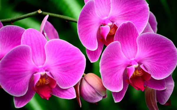 A vibrant close-up of pink orchids showcasing their delicate petals and rich colors, set against lush green foliage, creating a stunning nature wallpaper for desktop backgrounds.