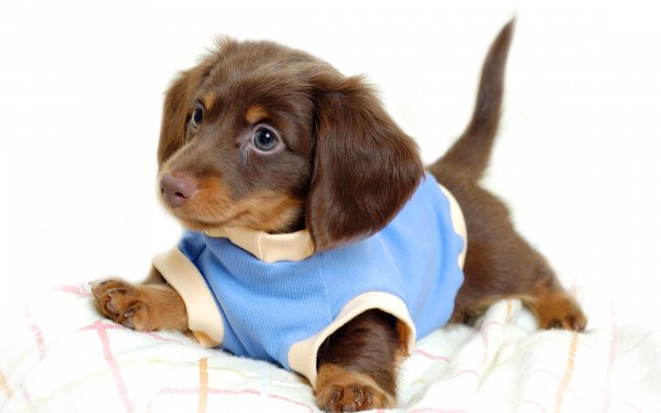 Animal Dachshund Dogs Puppy Baby Animal HD Wallpaper | Background Image