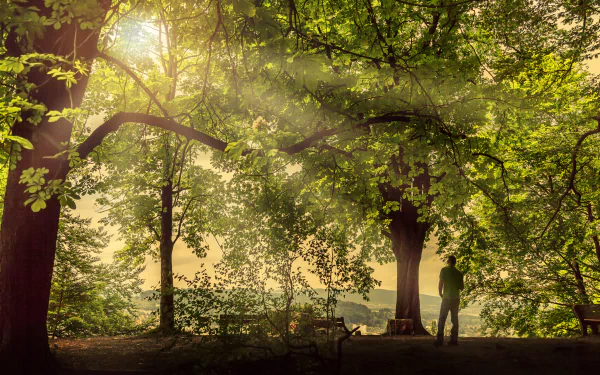 Sunbeam filters through lush green trees in a peaceful Zurich park, Switzerland, illuminating a quiet bench in this 4K Ultra HD landscape photography.