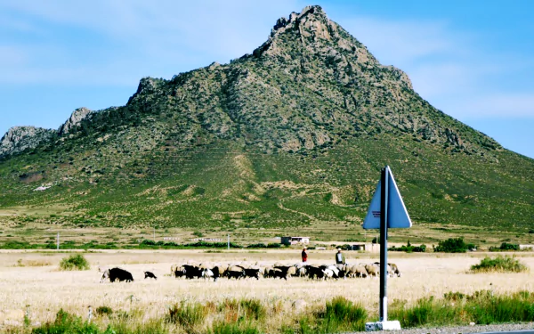 A scenic view of the Tebessa Mountains in Algeria featuring sheep grazing on the grassy landscape under a clear blue sky, captured in high-definition photography.