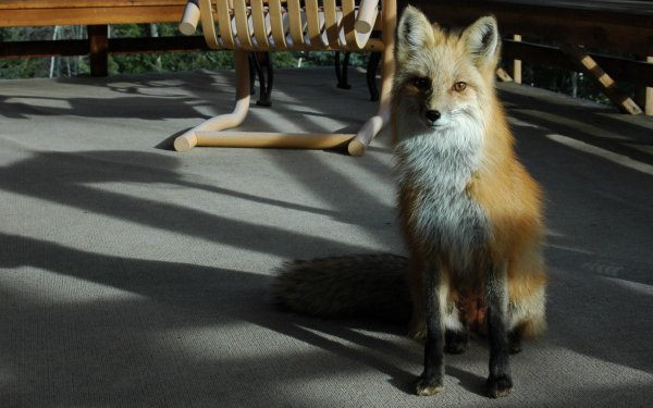 Animal Fox HD Wallpaper | Background Image