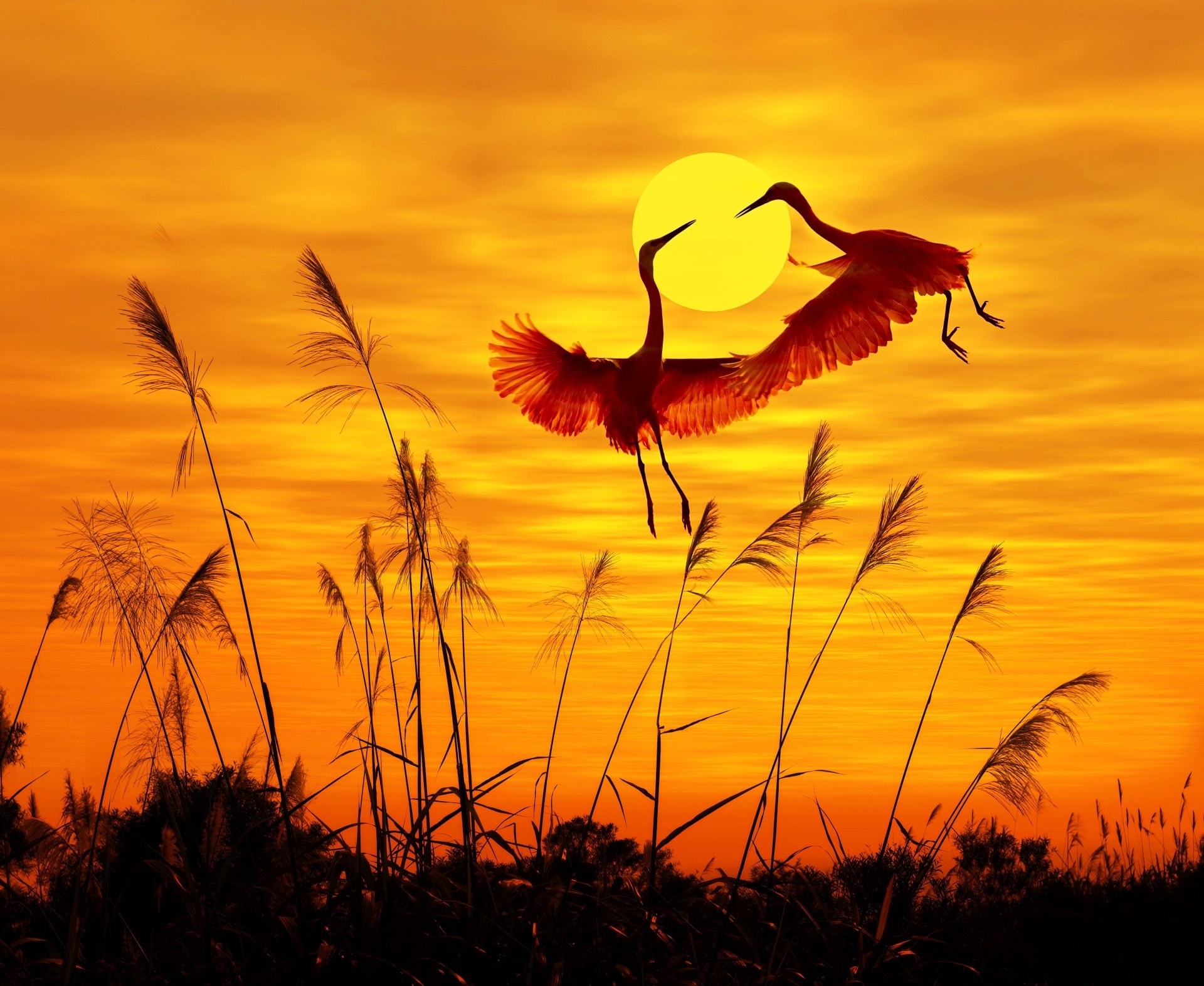 Download Silhouette Sunset Bird Animal Heron 8k Ultra HD Wallpaper