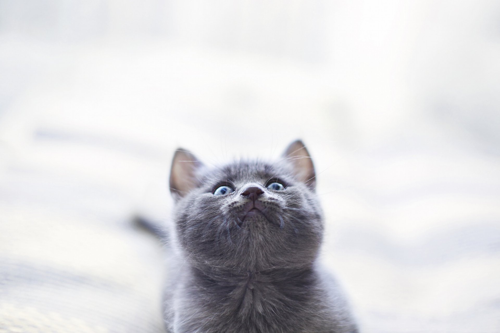 HD PC desktop wallpaper featuring a close-up of an adorable gray cat with bright eyes against a soft, blurred background.