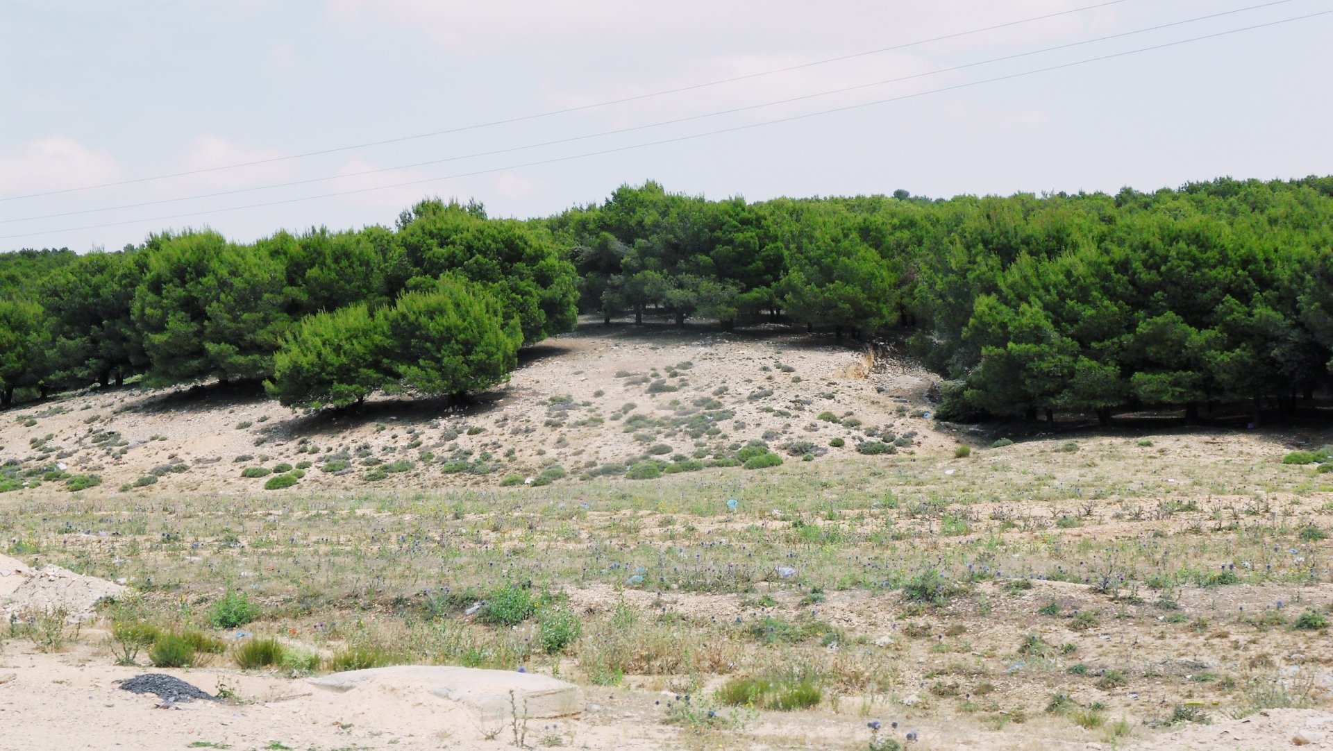A serene landscape of a green hill in Algeria captured in 4K Ultra HD, showcasing nature’s calm beauty with trees and sparse vegetation under a pale sky.