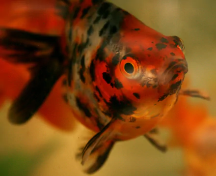 Animal goldfish HD Desktop Wallpaper | Background Image