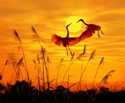 Two herons gracefully soar against a vibrant sunset, their silhouettes framed by tall grasses and a glowing sun, creating a stunning HD wallpaper for nature lovers.