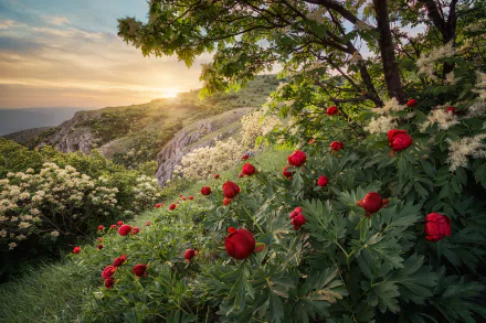 A vibrant spring scene in a Bulgarian forest, featuring blooming red peonies under a sunset backdrop, with mountains softly illuminated in the distance.