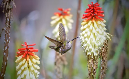 flight flower Animal hummingbird HD Desktop Wallpaper | Background Image