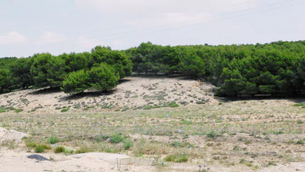 A serene landscape of a green hill in Algeria captured in 4K Ultra HD, showcasing nature’s calm beauty with trees and sparse vegetation under a pale sky.