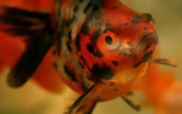 Animal goldfish HD Desktop Wallpaper | Background Image
