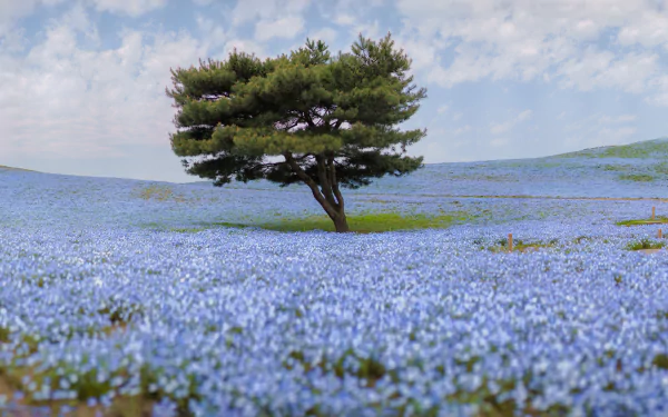 landscape flower nature tree HD Desktop Wallpaper | Background Image