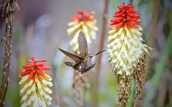 flight flower Animal hummingbird HD Desktop Wallpaper | Background Image