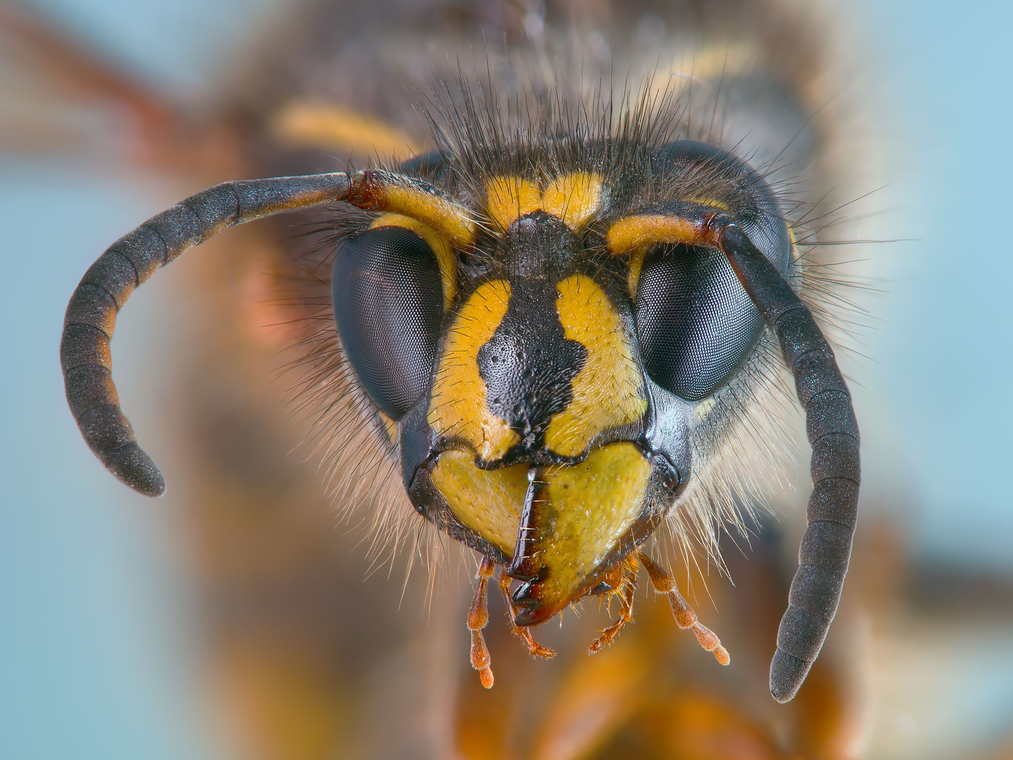 Animal Wasp HD Wallpaper | Background Image