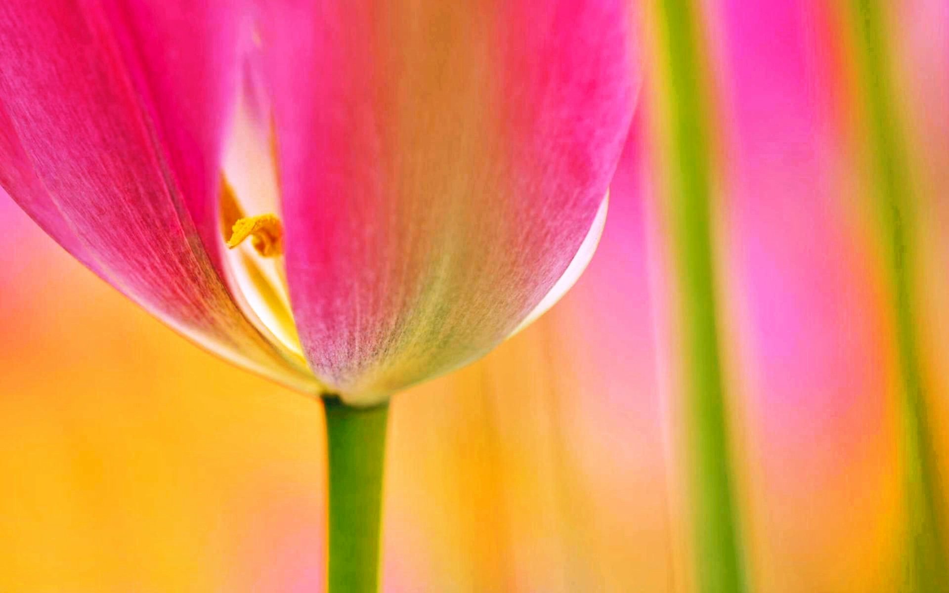 Download Pink Flower Spring Petal Flower Colorful Nature Tulip Hd Wallpaper