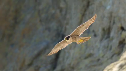 Animal peregrine falcon HD Desktop Wallpaper | Background Image