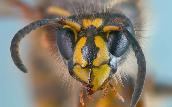 Animal wasp HD Desktop Wallpaper | Background Image