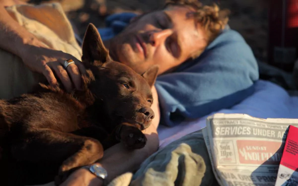 HD PC desktop wallpaper/background — Koko the kelpie from the movie Red Dog rests on a man's chest, a brown dog cuddled in blankets with a newspaper nearby.