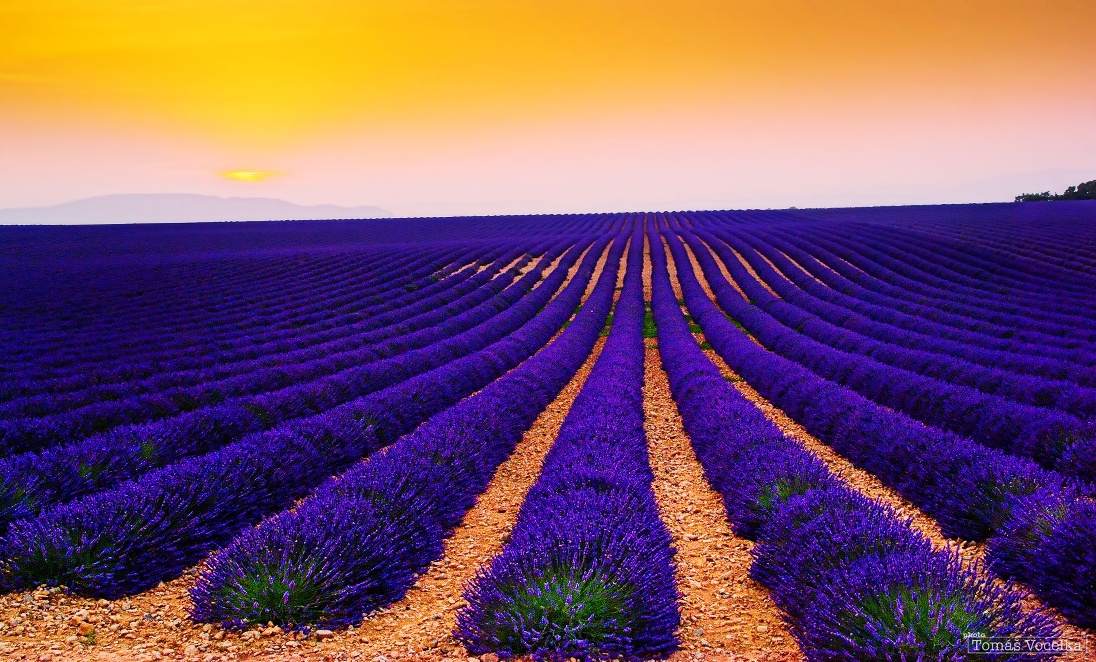 Lavender fields by Tomas Vocelka