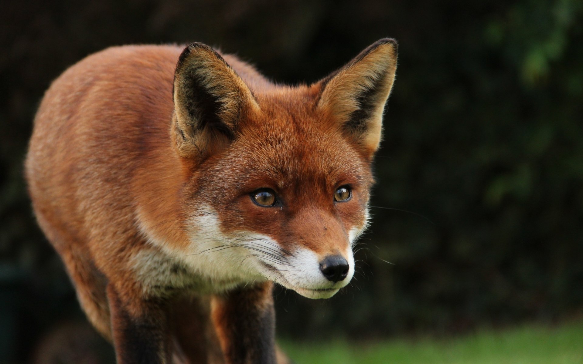 HD desktop wallpaper featuring a close-up of a red fox with focused eyes against a blurred natural background.
