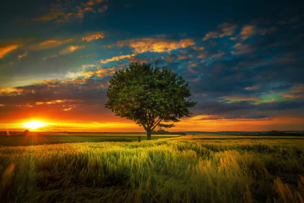 A stunning sunset casts warm sunbeams over a golden field, featuring a solitary tree silhouetted against a vibrant sky, embodying the beauty of nature in summer.