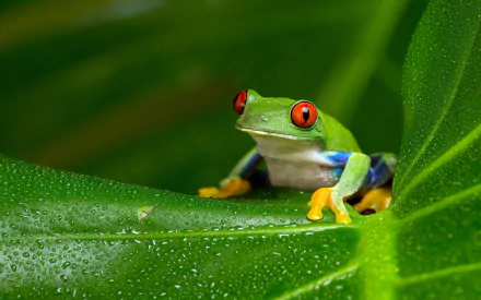 Close-up HD desktop wallpaper of a vibrant red-eyed tree frog perched on a green leaf covered in droplets.