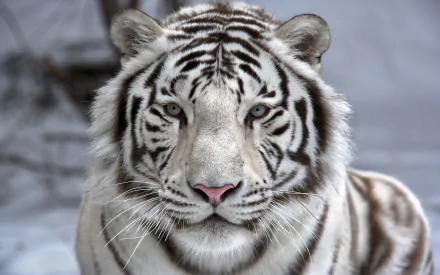 HD desktop wallpaper featuring a close-up of a majestic white tiger with captivating eyes and striking stripes, set against a neutral background.