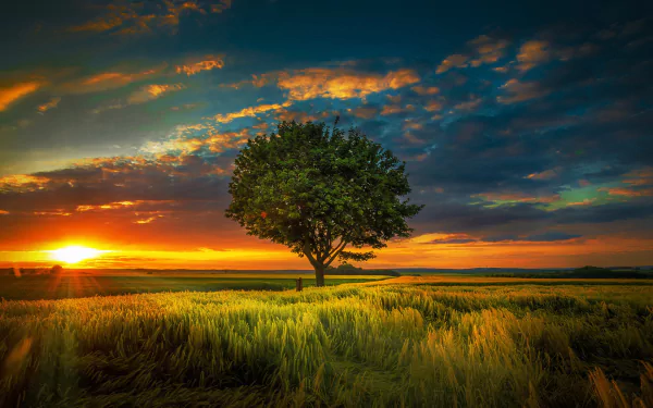 A stunning sunset casts warm sunbeams over a golden field, featuring a solitary tree silhouetted against a vibrant sky, embodying the beauty of nature in summer.