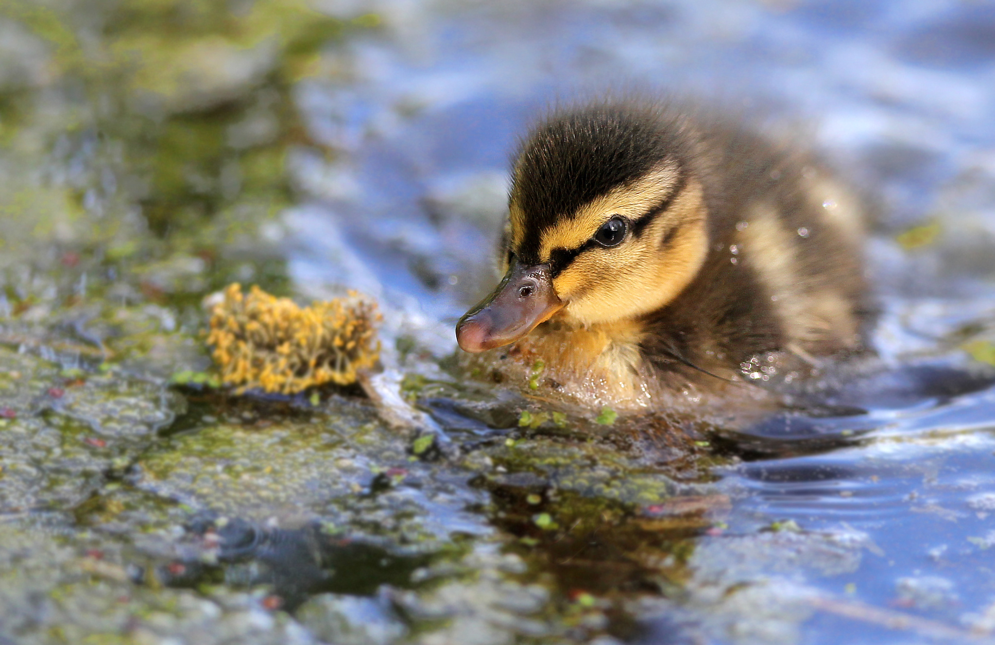 Baby duck by Tobias de Haan