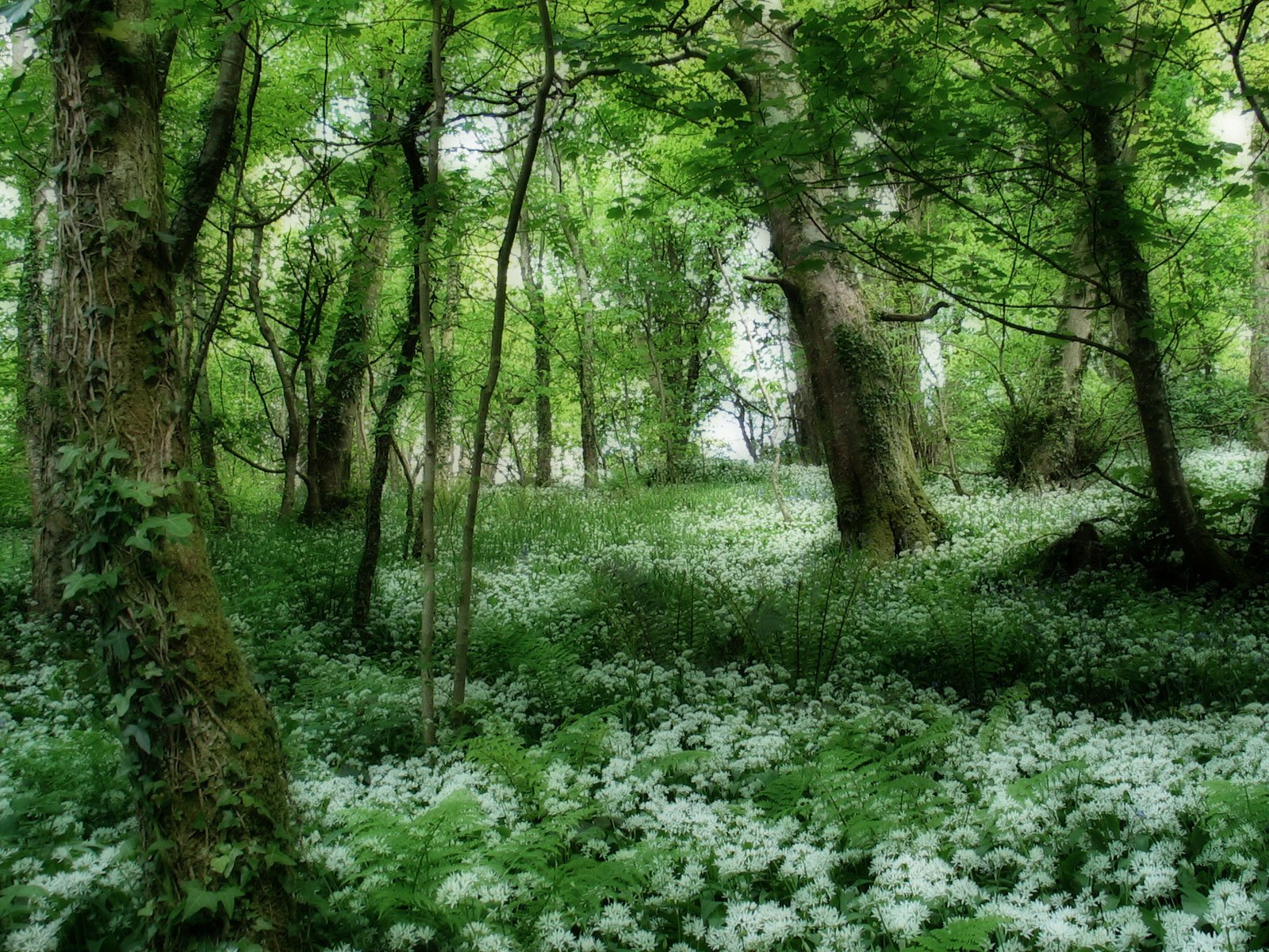 Enchanting Forest: A Stunning HD Wallpaper Of Nature's Beauty